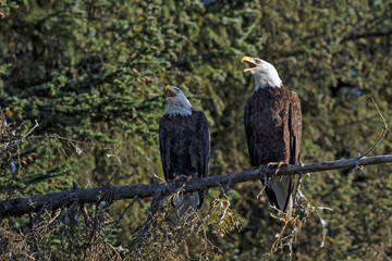 Bald eagle at Alaska