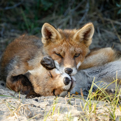 Red fox cub in nature