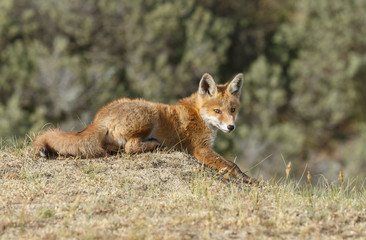Red fox cub in nature