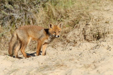 Red fox cub in nature