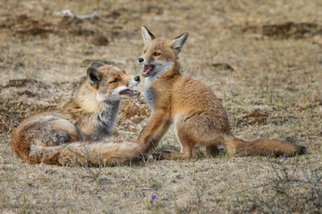 Naklejka na ściany i meble Red fox cub in nature
