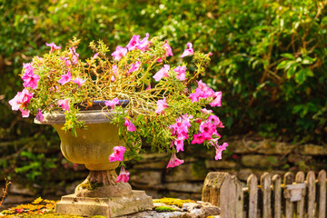 Stone pot with pink flowers