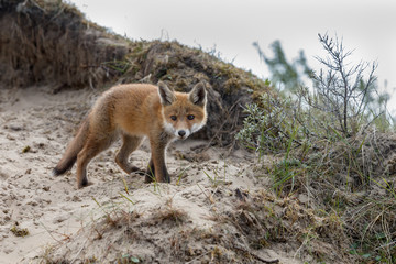 Red fox cubs in nature