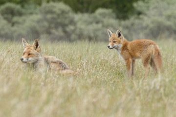 Red fox cubs in nature