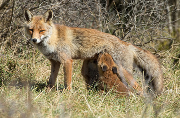 Red fox cubs in nature
