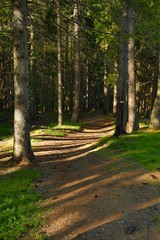 Forest walking route