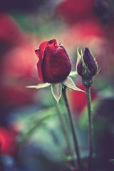 Obraz premium roses in garden
