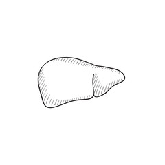 Liver sketch icon.