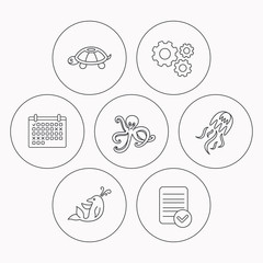 Octopus, turtle and dolphin icons. Jellyfish.
