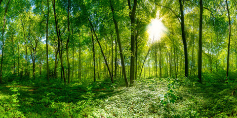 Fototapeta na wymiar Wald Panorama im Sonnenschein