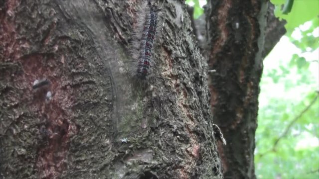 Close up video of beautiful caterpillar in wild natural environment .