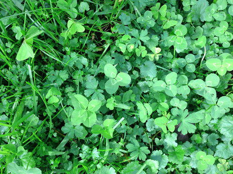 Four leafed clover growing in a paddock or field
