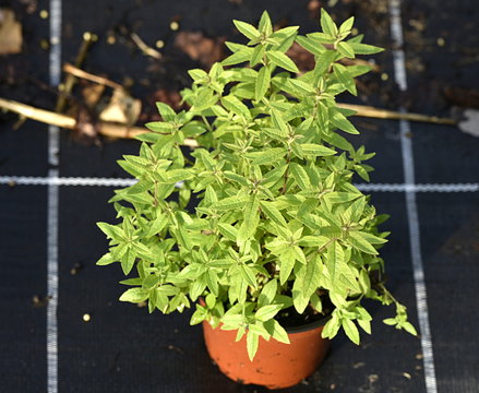 verveine odorante