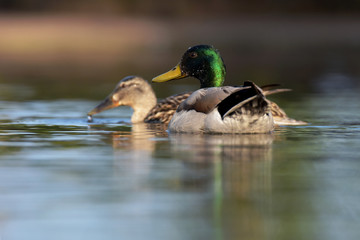 Mallard, Duck, Anas platyrhynchos