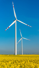 Windmills on the rape field