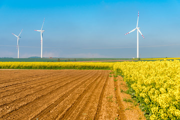 Windmills on the rape field