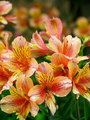 アルストロメリアの花