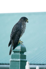 Falco novaeseelandiae, New Zealand Falcon