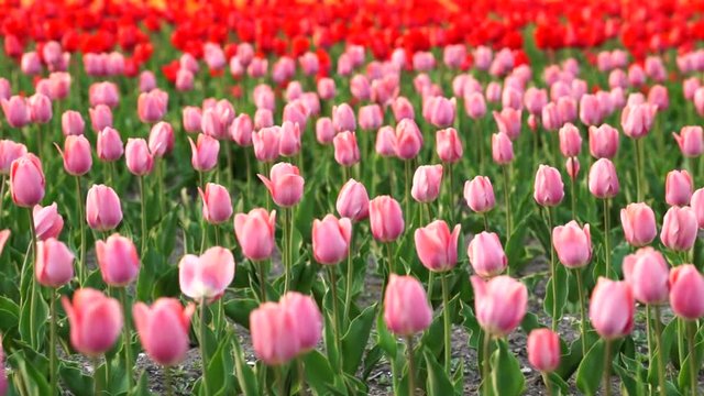 Just the tulip fields overlooking / kamiyubetu japan / pan /