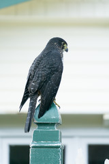 Falco novaeseelandiae, New Zealand Falcon