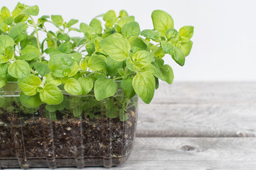 Fresh oregano plants growing in a pot on a wooden table
