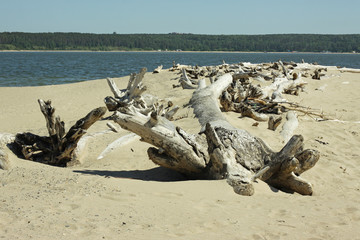 shore, beach, Driftwood