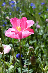 Blooming Pink Poppy Flower in Field