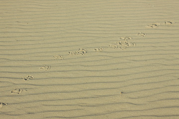sand texture, traces of birds, duck