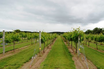Healthy vineyards in the rural countryside on a summer day