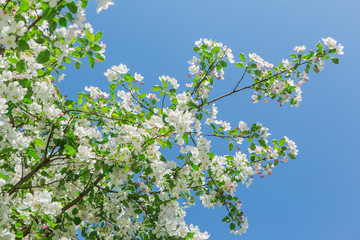 Blooming apple tree