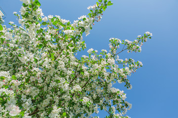 Blooming apple tree