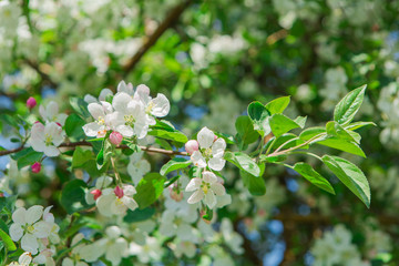 Fototapeta premium Blooming apple tree