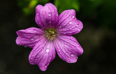 Obraz premium Violettes Veilchen