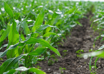 Corn row 2