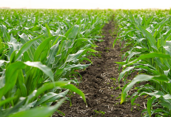 Corn rows