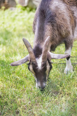 Cameroon dwarf goat