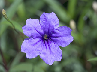 Macro image of spring lilac violet and purple flowers, abstract soft floral background
