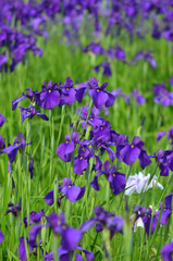 アヤメ科花菖蒲