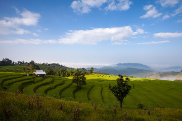Fototapeta na wymiar green terraced rice field at Ban Pa Bong Peay in Chiangmai, Thai