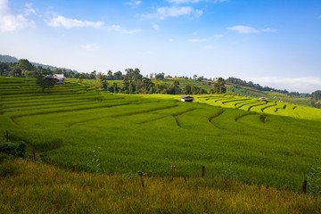 green terraced rice field at Ban Pa Bong Peay in Chiangmai, Thai