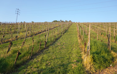 Fototapeta na wymiar Beautiful vineyard at the backyard