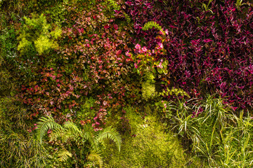 Vertical garden with different plants on a wall 