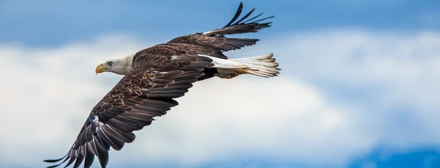 Foto auf Acrylglas Adler Spread Eagle Open Wings Fishing