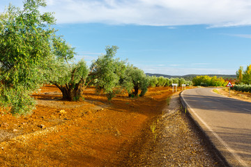 Olive Grove