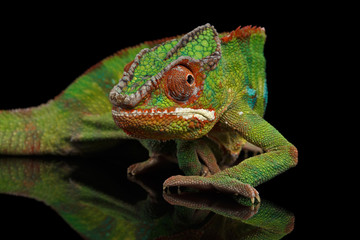 Sneaking Panther Chameleon, reptile with colorful body on Black Mirror, Isolated Background © seregraff