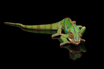 Panther chameleon resting on Black Mirror with tail , Isolated Background © seregraff