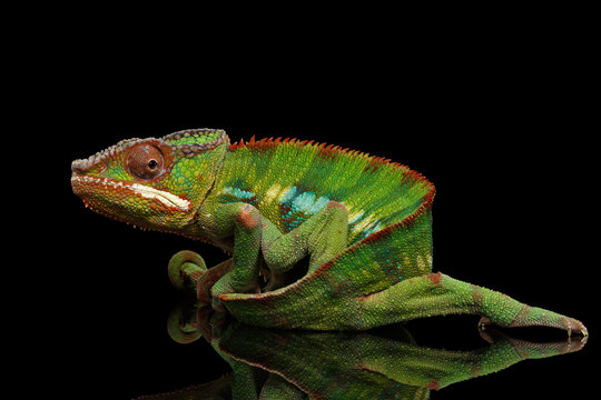 Funny Panther Chameleon, reptile with colorful body holds on his tail on Black Mirror, Isolated Background