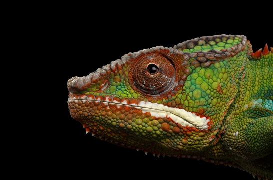 Closeup Head of Panther Chameleon, reptile in Profile view Isolated on Black Background