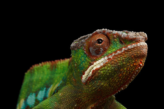 Closeup Head of Panther Chameleon, reptile with colorful body Isolated on Black Background