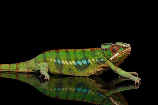 Sneaking Panther Chameleon, reptile with colorful body on Black Mirror, Isolated Background